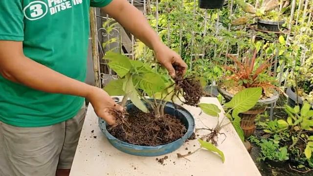 How to Propagate Lindenii Magnificum смотреть онлайн