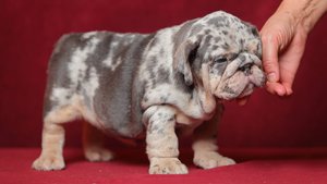 Вакцинация щенков цветных бульдогов