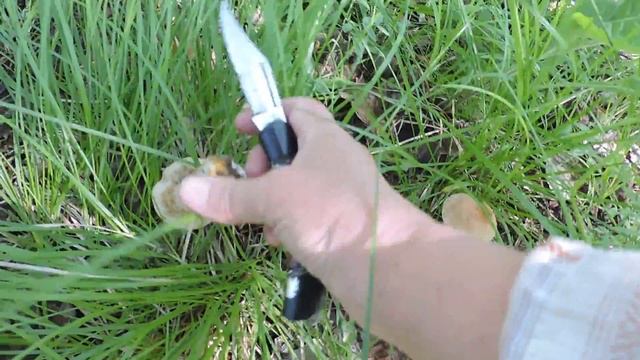 "Хорошо в лесу летом. смотреть онлайн