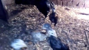 цыплята бойцовые шамо