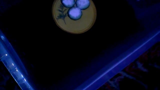 Генеральная уборка у улиток смотреть онлайн