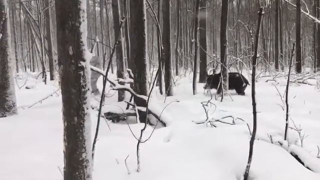 Охота на кабана! смотреть онлайн