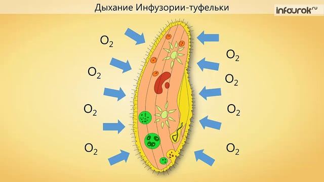 8. Подцарство Одноклеточные. Тип Инфузории смотреть онлайн