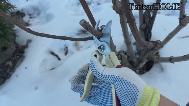 Обрезка гортензий 2025г! смотреть онлайн