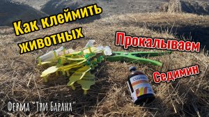 Как и чем клеймить овец .Прокалываем седимин крупным овцам и ягнятам .