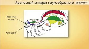 20. Тип Членистоногие. Класс Паукообразные, особенности строения и жизнедеятельности