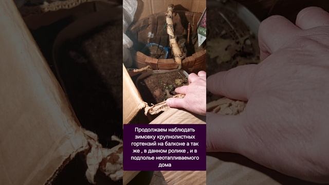 Продолжаем наблюдать зимовку крупнолистных гортензий на балконе, а в данном видео, уже и в подполье