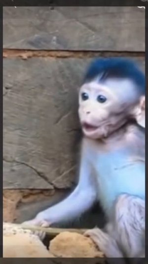 Baby monkey: все эмоции на лице  1000036858.mp4