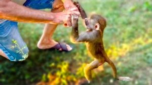 Одна Люська умудряется гонять по вольеру ДВАДЦАТЬ НОСУХ! Вот НЕУГОМОННАЯ)))