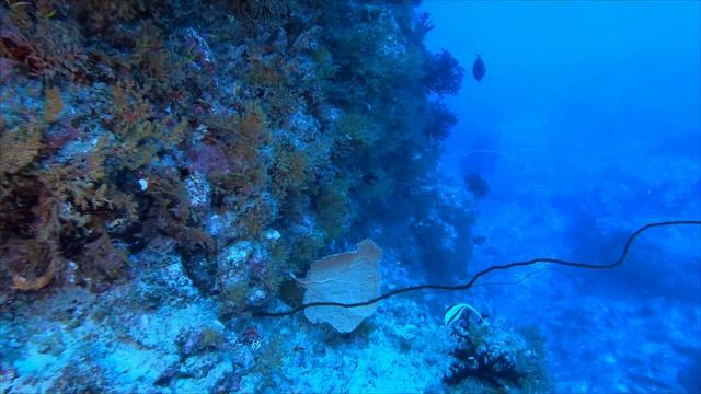 Scuba Diving Mauritius: PatateAnna 23/01/21