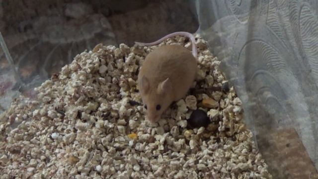 Мышата! Сколько Рыжуля родила мышат? (метисы или гибриды мышей) смотреть онлайн