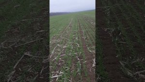 Состояние озимой пшеницы сорт Ахмат первая репродукция на 4 января 2023 года.