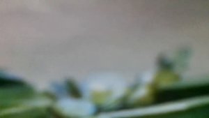 Песня лягушек (Веселые, зеленые, лупатые, весь мир для нас как теплый)м/ф«Квака-задавака»)наброски)