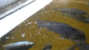 Насекомые в рационе