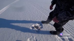 Трофейный окунь