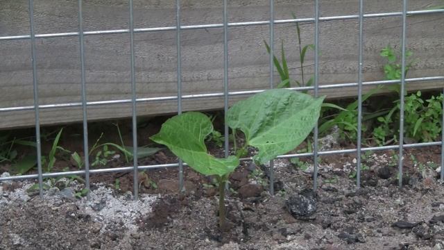 How to Grow Scarlet Runner Beans - Seven Year Beans смотреть онлайн