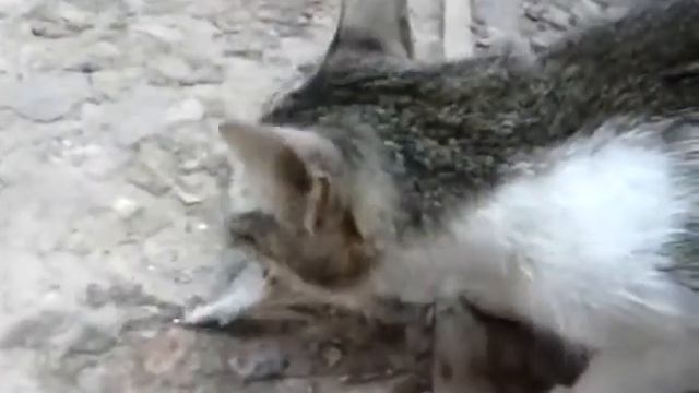 Очень голодная кошка
