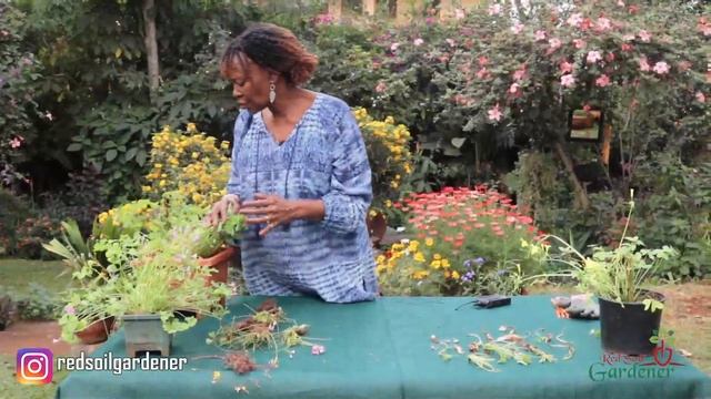 Oxalis Plant - Wood Sorrel or the False Shamrock. Propagation though division of bulbs and rhizome. смотреть онлайн