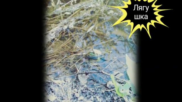 Небольшое видео|Я на море:) смотреть онлайн