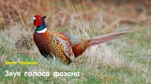 Звук голоса фазана. Звуки природы