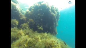 Дайвинг на Тарханкуте. Ну снорклинг точнее