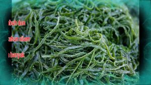 KHASIAT Laminaria Japonica Ganggang Coklat