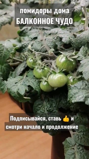 Начали краснеть! Как вырастить #помидоры 🍅 дома на подоконнике - проще простого! смотреть онлайн