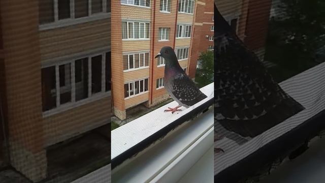 Мой новый пернатый друг смотреть онлайн