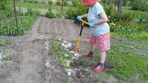 Светкинский ботанический сад. 2024/7 Болгарский перец Злата Прага.