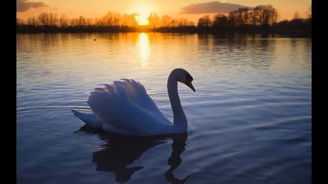 животные 9 смотреть онлайн