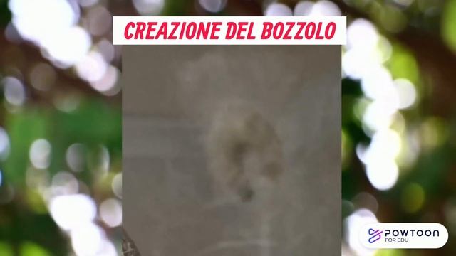 Il baco da seta. Ciclo vitale di un piccolo essere vivente. смотреть онлайн