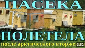 ПАСЕКА ПОЛЕТЕЛА ПОСЛЕ АРКТИЧЕСКОГО ВТОРЖЕНИЯ. ОБЛЁТ ПЧЁЛ.