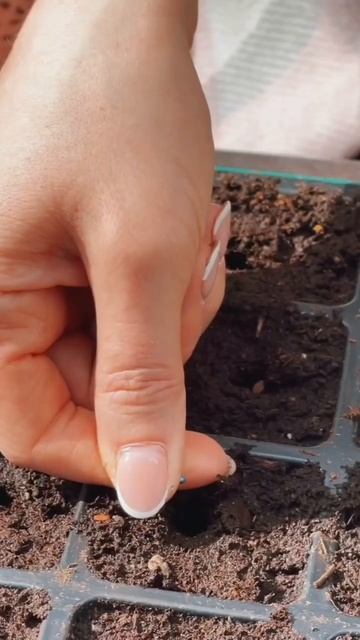 Секрет шикарной рассады капусты #рассада #капуста #дача #огород смотреть онлайн