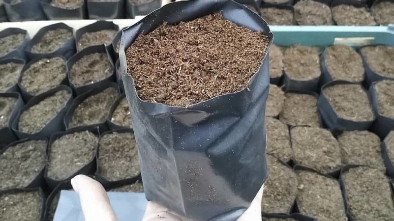 Стаканчики для рассады своими руками
