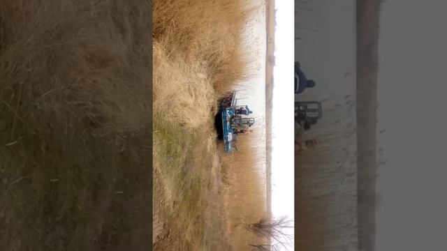 Тростниковый или камышовый комбайн смотреть онлайн