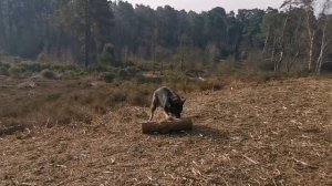 Немецкая Овчарка и его новая игрушка