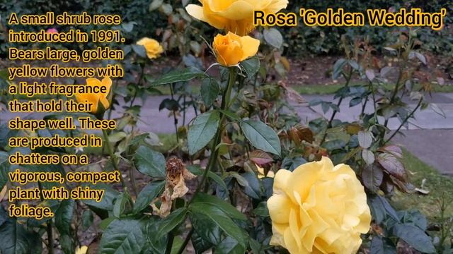 Rosa Golden Wedding
