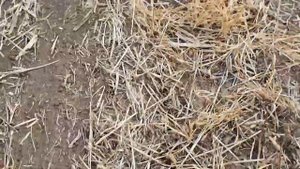 РИСКОВАНЫЙ ПОСЕВ РАПСА ПО СТЕРНЕ.