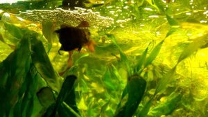 нерест макроподов