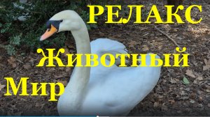 Релакс пение птиц дендрарий Сочи лебедь пеликан павлин утка гусь петух