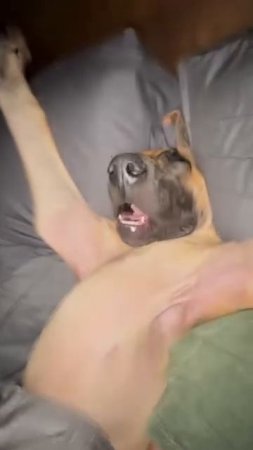 Собака.mp4