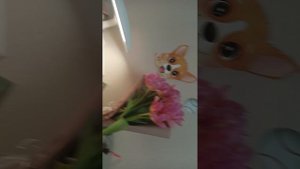 осмотр на подарочки