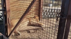 Ура! Шерхану подбирают девочку! Началось строительство нового вольера для кошек.