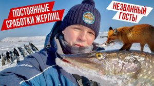 ФЛАЖКИ  ГОРЯТ🔥! А НЕЗВАННАЯ ГОСТЬЯ ОБШАРИЛА ВСЕ ЖЕРЛИЦЫ! ЛОВИМ НА ЖЕРЛИЦЫ И РАТЛИНЫ ЩУКУ НА КАРЬЕРЕ