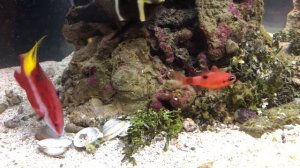 French Angelfish (Pomacanthus paru)  and Caribbean friends, feasting on clam.