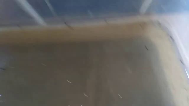 Развитие головастиков жабы из икринок смотреть онлайн