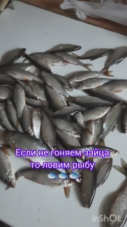 Если не гоняем зайца то ловим рыбу 🐟 🐟 🐟.#рыбалка #fishing #щука#охотасгончей#топ #hunting #trou