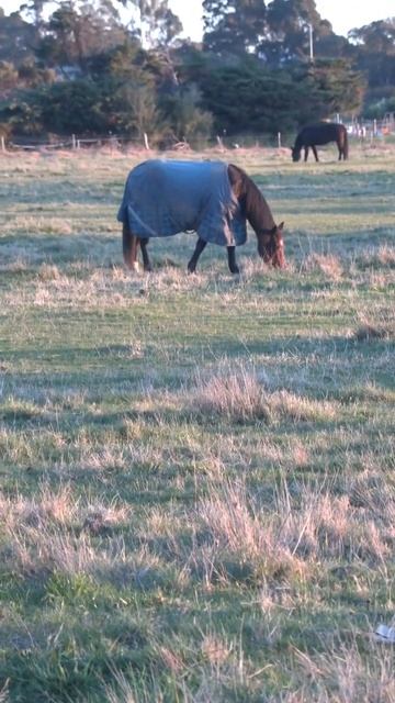 This grass is so delicious that the horse doesn't mind the highway next to it. смотреть онлайн