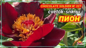 Пион Chocolate Soldier. Цветение 2022 года / Сад Ворошиловой