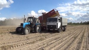 Тракторы МТЗ 1221.2 в сцепке с комбайнами Grimme SE 260 и SE 150-60 копают картофель